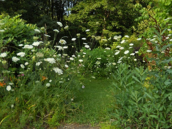 queen anne's galaxy 1