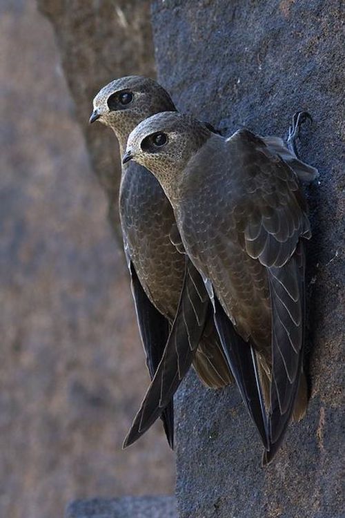 photo by Frodoaldo Budke