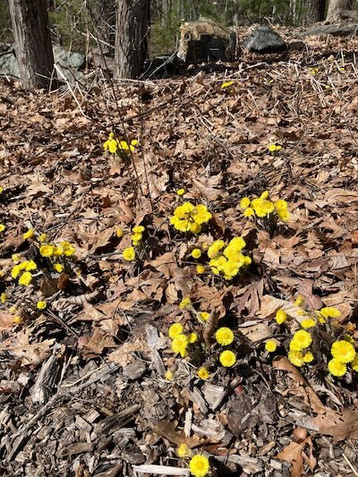 yellow coltsfoot (look something like dandelions) poking up from brown leaves.
